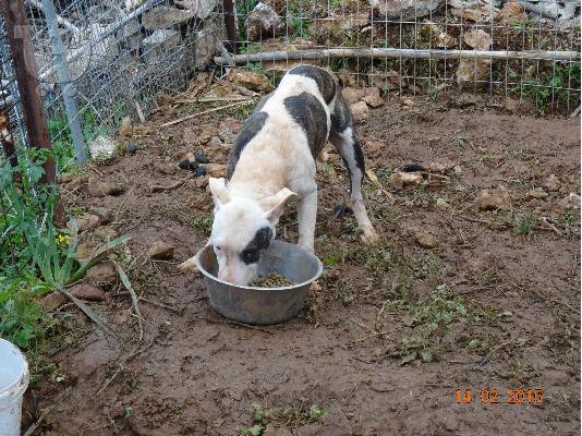 American Staffordshire Pit-Bull