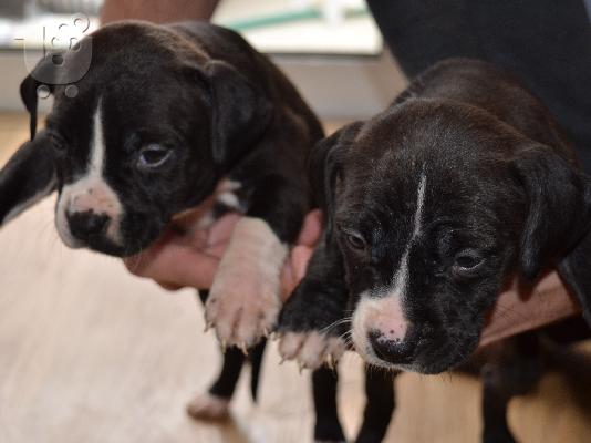 amstaff pitbull terrier