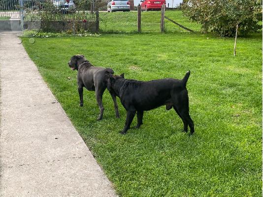 Cane Corso κουτάβια προς πώληση