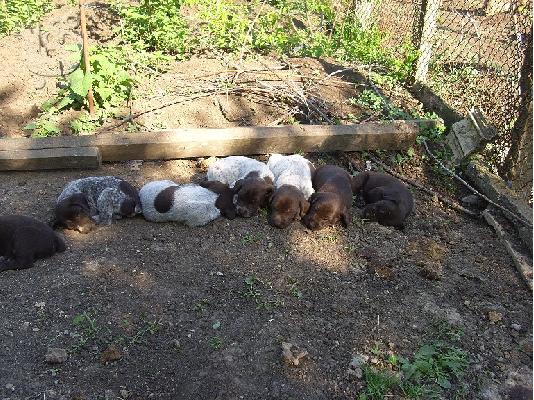 Κούρτσχααρ – 300 euro