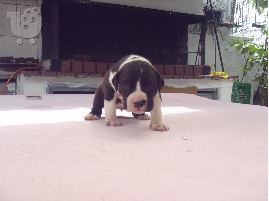 American pit pull terrier