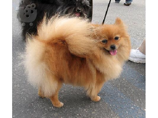 PoulaTo: Πομερανιαν καθαροαιμο κουταβακι