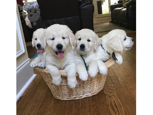 PoulaTo: Όμορφα κουτάβια golden retriever