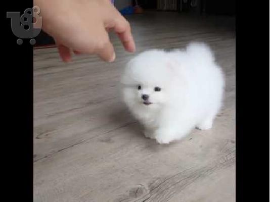 PoulaTo: Pomeranian κουτάβια