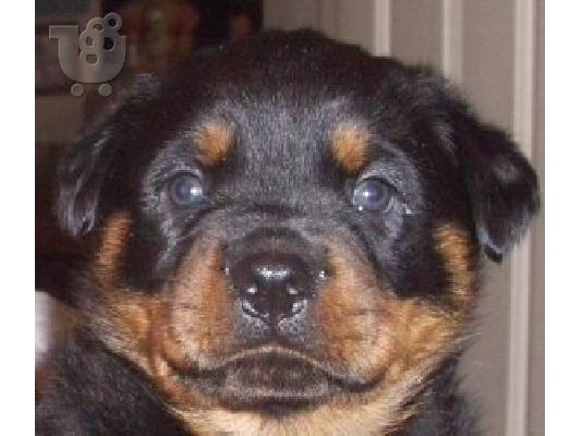 PoulaTo: Εκπληκτικά κουτάβια kc reg rottweiler