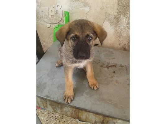 PoulaTo: Κουταβακι 2 μηνων χαριζεται