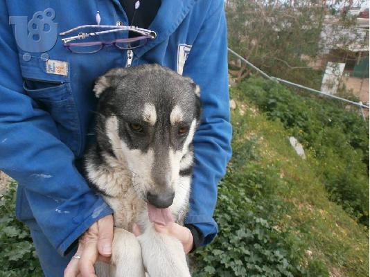 Χάσκι ημιαιμο χαριζεται