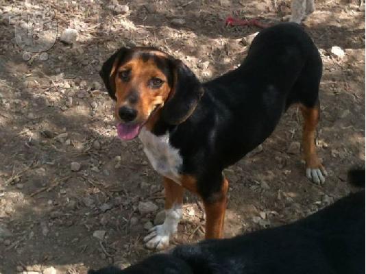 PoulaTo: Γκεκας η Μπελλα χαριζεται