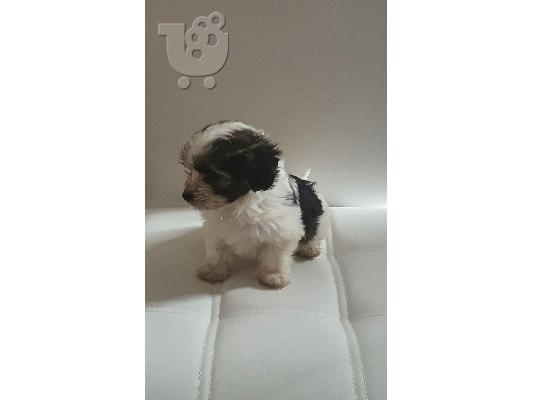 PoulaTo: Κουτάβια Schnoodle