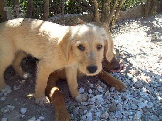 PoulaTo: Κουταβακια 2 μηνων χαριζονται