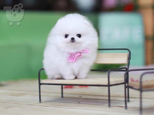 αγαπώντας το Pomeranian έτοιμο για υιοθεσία.