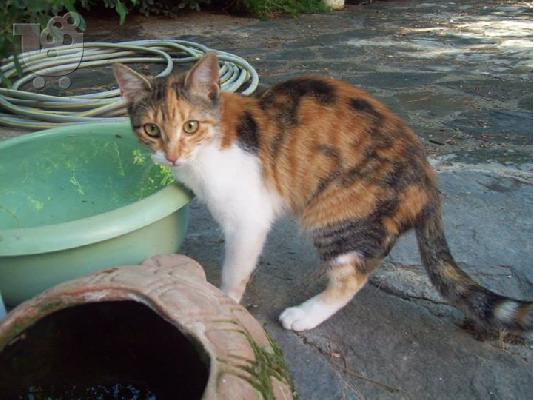 Γατακια χαριζονται