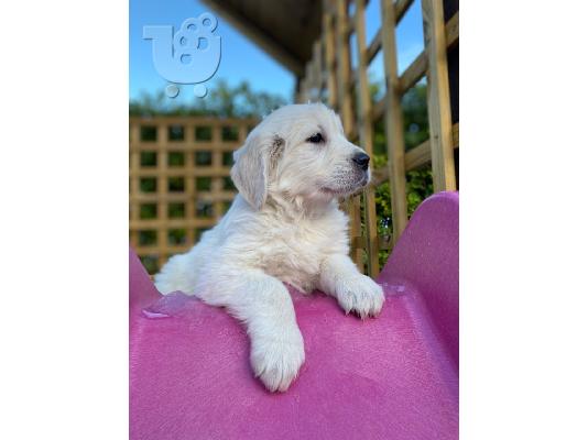 PoulaTo: Πωλείται κουτάβι Golden Retriever