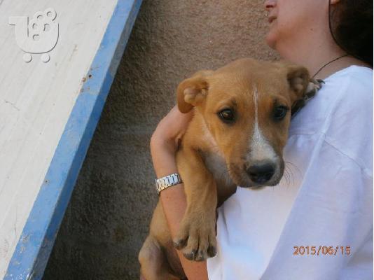 PoulaTo: Κουταβακι 2,5 μηνων χαριζεται