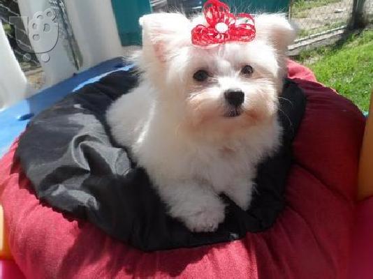 PoulaTo: Porcha θα δοθεί σε ένα νέο σπίτι deu σε ανάλυση για την υγεία