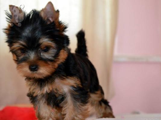 Πανέμορφα, Υγιέστατα κουταβάκια Yorkshire