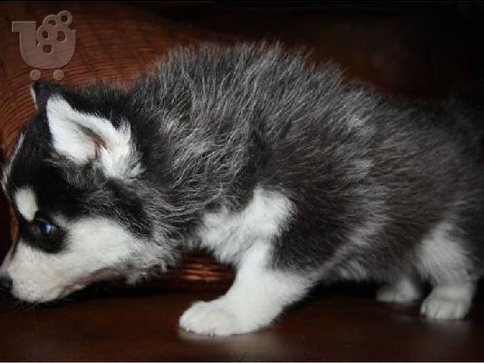 PoulaTo: Πανέμορφο Σιβηρίας μεγαλόσωμος κουτάβια