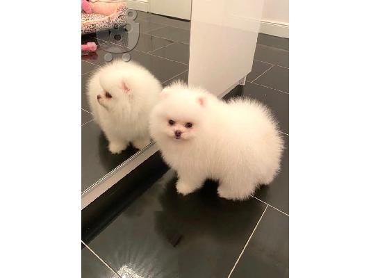 PoulaTo: Pomeranian miniature