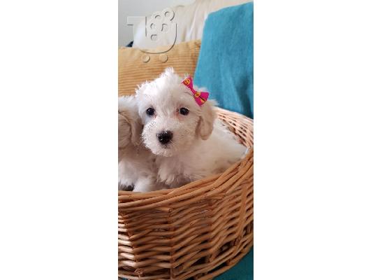 PoulaTo: Prekrasna podloška Baby Girl Ready Now