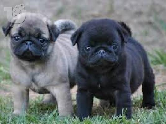 PoulaTo: Παγκ μοπς PUG Mops