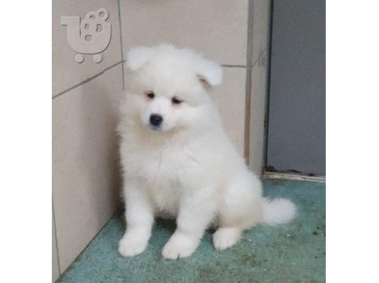 PoulaTo: Αξιολάτρευτα κουτάβια samoyed προς πώληση