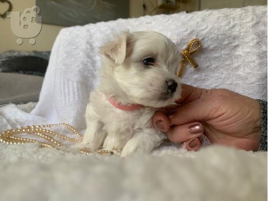 PoulaTo: μαλτέζος