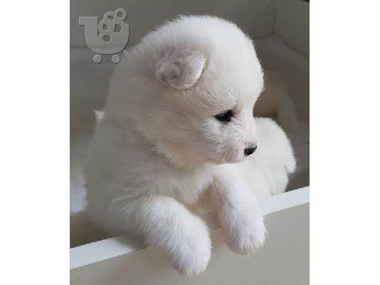 PoulaTo: Κουτάβια Samoyed