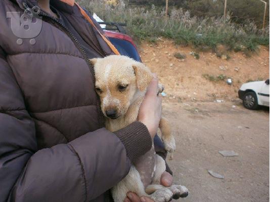 Κουταβακι χαριζεται