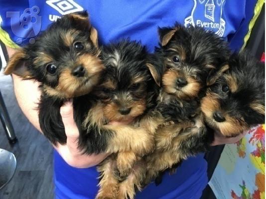 PoulaTo: Πανέμορφα Yorkshire