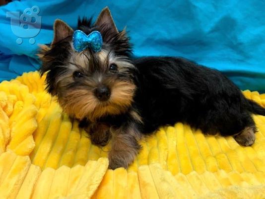 Këlyshë Terrier Yorkshire për Shitje