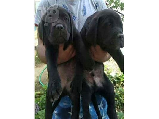 CANE CORSO