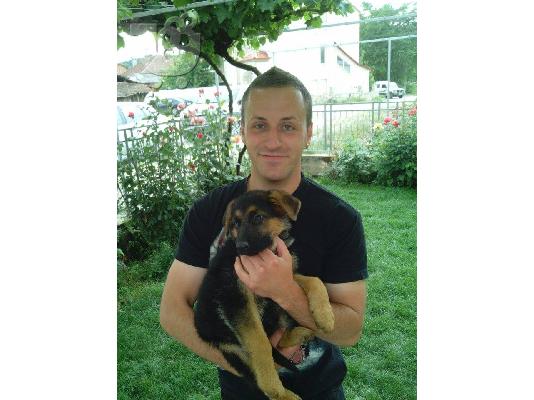German Shepherd καθαροαιμα κουταβια ΘΕΣΣΑΛΟΝΙΚΗ 2311288660