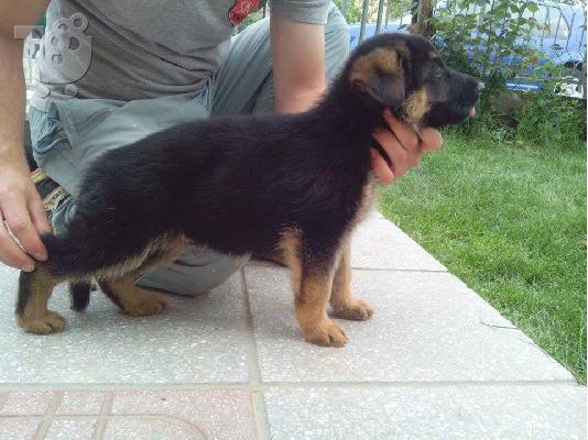 German Shepherd καθαροαιμα κουταβια ΘΕΣΣΑΛΟΝΙΚΗ 2311288660