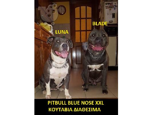 PoulaTo: pitbull xxl blue ΚΟΥΤΆΒΙ ΔΙΑΘΕΣΙΜ0