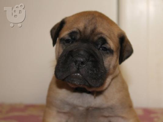 PoulaTo: bullmastiff αναγκελια γεννας!