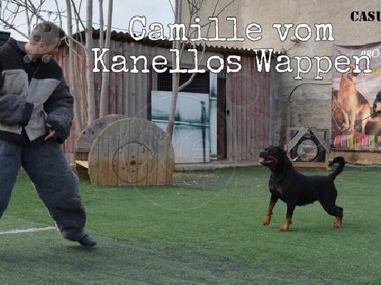 Κουτάβι rottweiler με pedigree