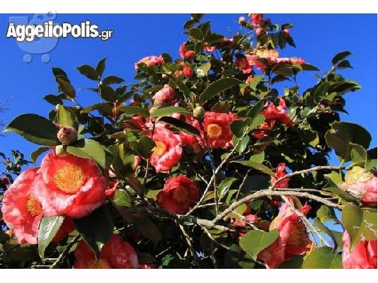 10 Σποροι Camellia Japonica Winter Rose