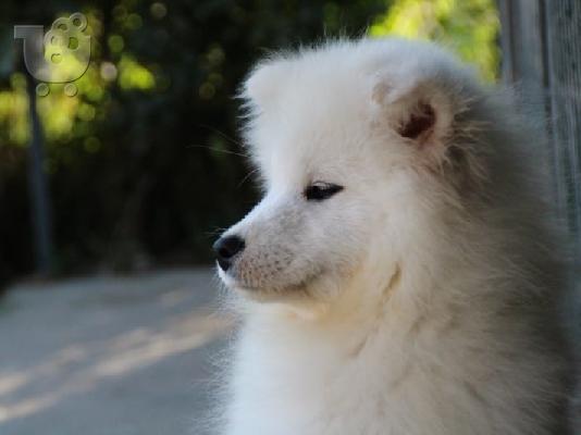 Samoyed θηλυκό προς πώληση