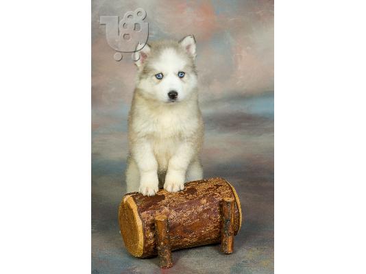 HUSKY SIBERIAN -χασκυ