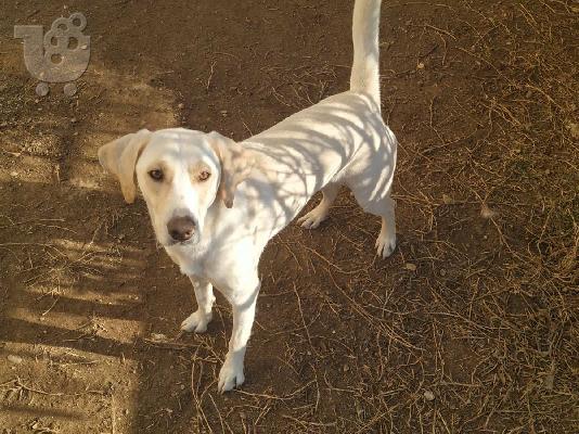 Beagle, ιδανικοί φύλακες