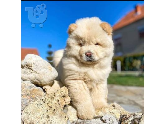 PoulaTo: Πώληση κουτάβια Kc Chow Chow