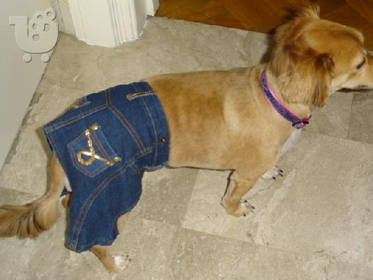 Δωρίζεται Σκύλος θηλυκού γένους