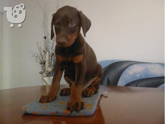 Πουλάω όμορφα κουτάβια ράτσα DOBERMAN – Ντόμπερμαν - 380 euro...
