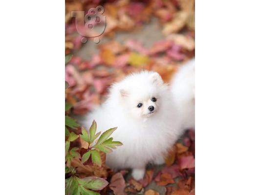 PoulaTo: Καταπληκτικά κουτάβια από Pomeranian!