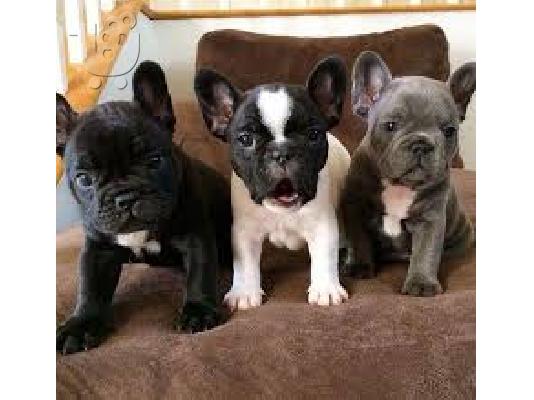 PoulaTo: γαλλικά  μπουλντόγκ - French Bulldog