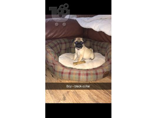 Όμορφα Pug κουτάβια προς πώληση