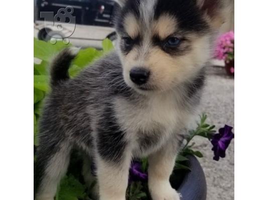 Preslatki psići Pomsky na prodaju.