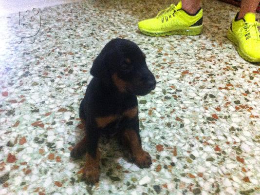 PoulaTo: doberman 35 hmerwn
