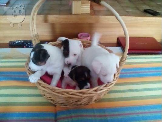 PoulaTo: ΠΩΛΗΣΗ ΚΑΘΑΡΟΑΙΜΩΝ ΤΖΑΚ ΡΑΣΕΛ