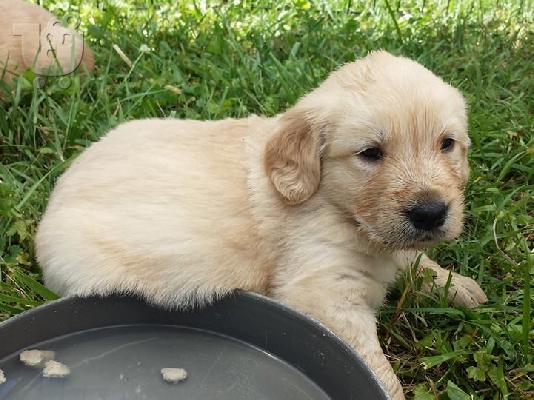 PoulaTo: LABRADOR